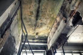 Best Commercial Mold Inspection in Blue Ridge, GA